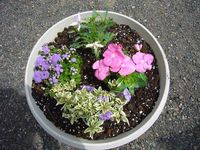 寄せ植えに初挑戦