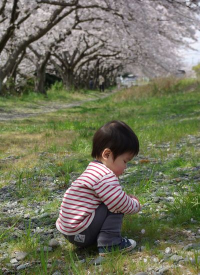 お花見