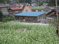 蕎麦の花が満開です。