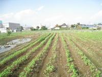 【大村】蕎麦の様子　１０月７日