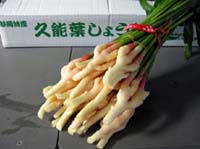 久能の葉しょうが