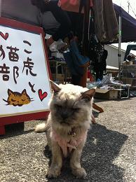 猫波祭（仮）