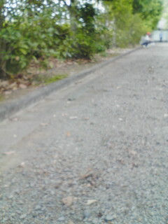 公園掃除