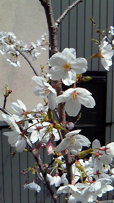 ４月１日  今年度スタートです。