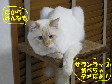 しぃのつぶやき