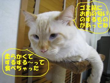 しぃのつぶやき
