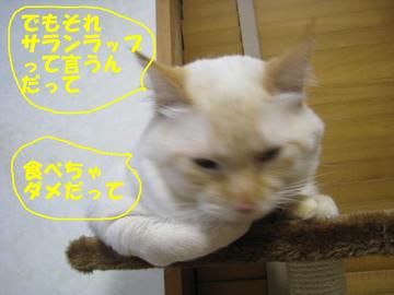 しぃのつぶやき