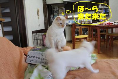 見物ニャン