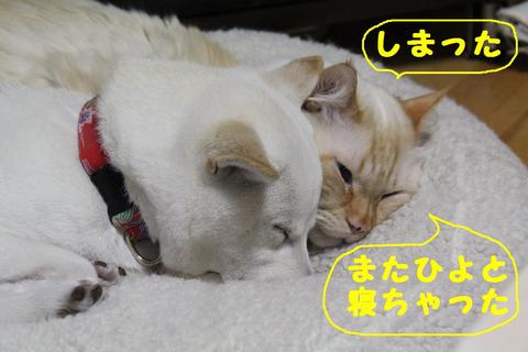 猫としてのプライド