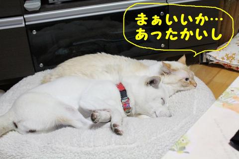 猫としてのプライド