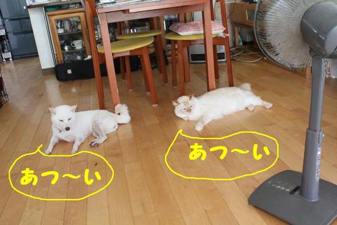 真夏日の会話