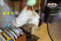爪が引っ掛かって取れない