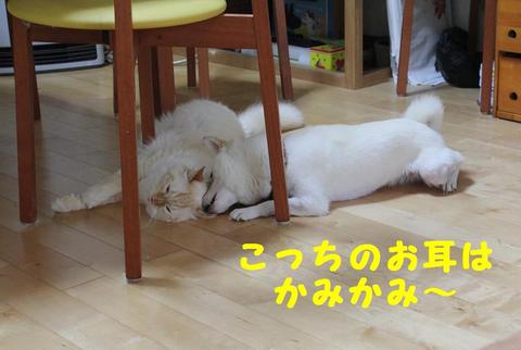 お耳べろ～ん