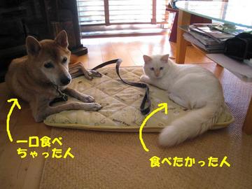 くるみ全粒粉パン出来ましたが