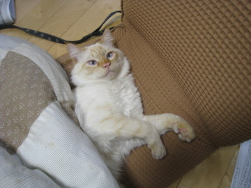 お気楽ちゃん