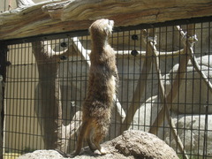 日本平ZOO