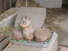 日本平ZOO