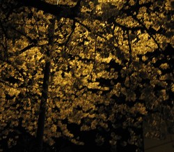 春は夜