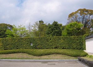 駿府大茶会