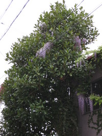めざす人