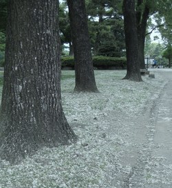 駿府公園の綿毛は？