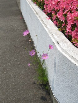 夏なのにコスモス