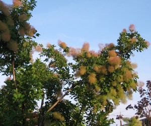 蓮池