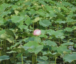 蓮池