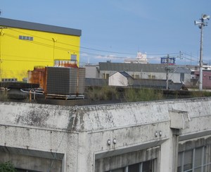 屋根に草が・・