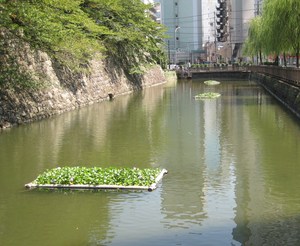 お堀に浮いているのは？