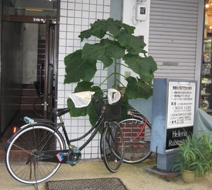 桐一葉