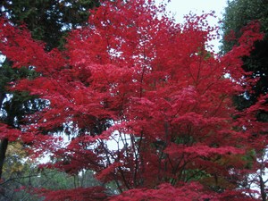 京都紅葉狩り