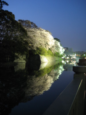 桜とカメラ
