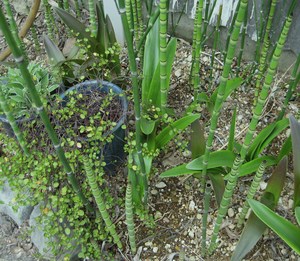 砥草