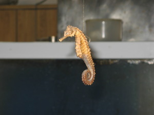 タツノオトシゴ