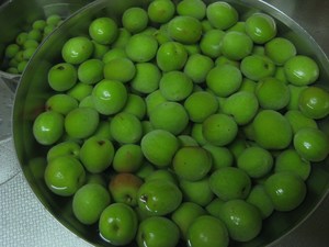 梅の季節