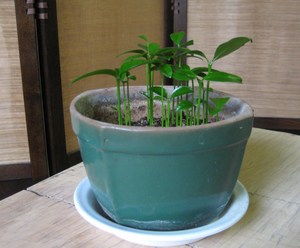 まっすぐに伸びる