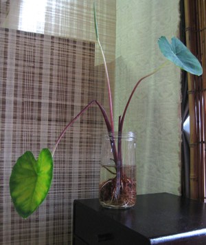 里芋の葉