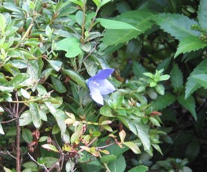秋の七草　その２