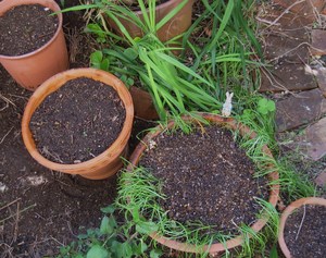 球根を植える