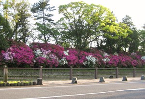 ツツジの出番