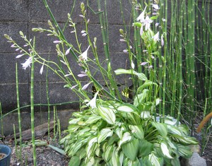 梅雨に涼しげな色合い