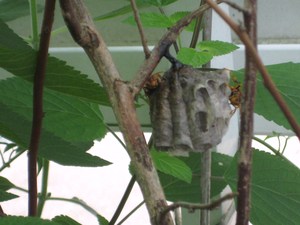 ウッソッ蜂の巣