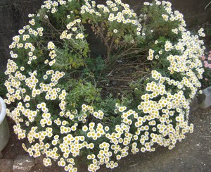 手折りかねたる白菊の花