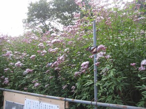 泉ヶ谷の里に渡り蝶