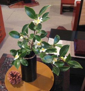 珍しい花