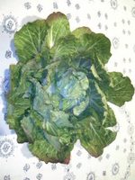 半結球の白菜