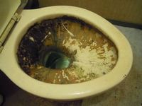 トイレ掃除を念入りに
