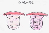 舌のみかた（２）
