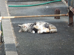 日向ぼっこ